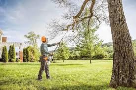 Best Arborist Consultation Services  in Douglass Hills, KY