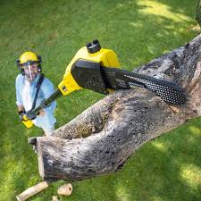 Best Tree Mulching Services  in Douglass Hills, KY