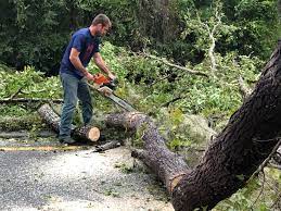 Best Root Management and Removal  in Douglass Hills, KY