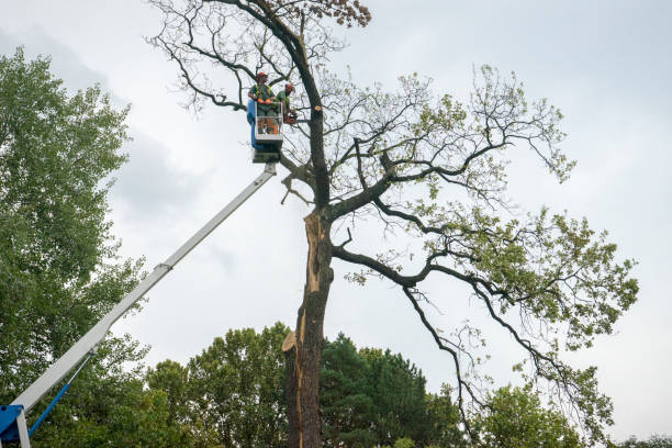 Best Tree and Shrub Care  in Douglass Hills, KY