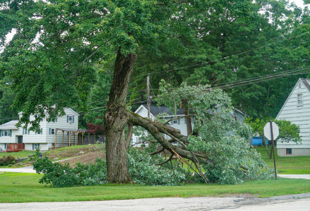 Best Lot and Land Clearing Services  in Douglass Hills, KY