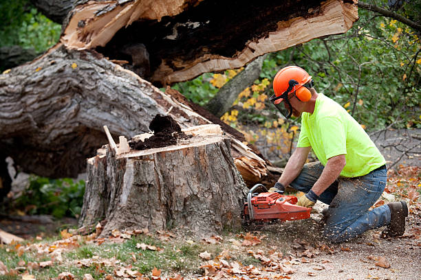 Best Tree Disease Treatment  in Douglass Hills, KY