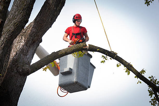 Best Tree Removal Service  in Douglass Hills, KY