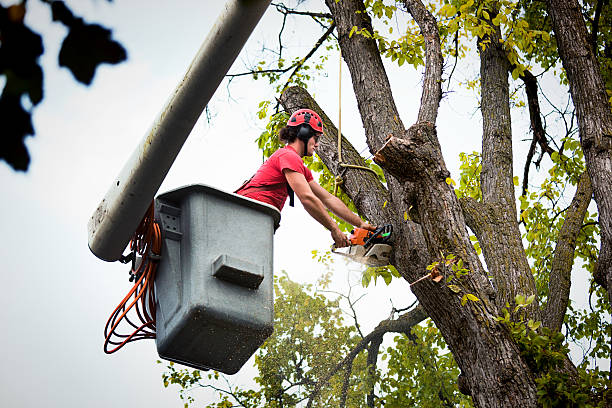 Best Hazardous Tree Removal  in Douglass Hills, KY