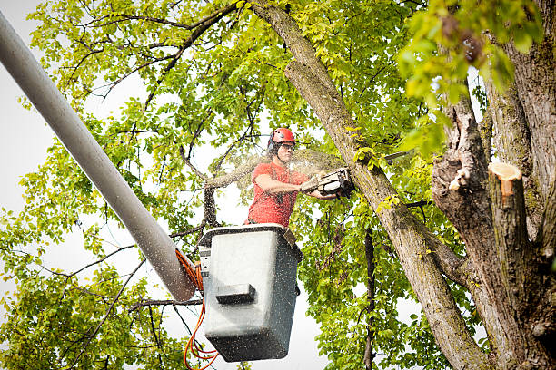 Why Choose Our Tree Removal Services in Douglass Hills, KY?